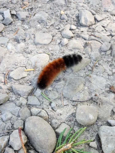 Woolly Bear familiar fall sight